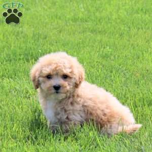 Umber, Bich-Poo Puppy