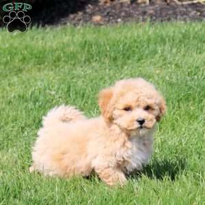 Umber, Bich-Poo Puppy