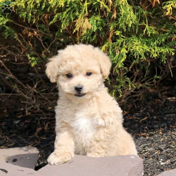 Urban, Bich-Poo Puppy