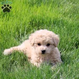 Urban, Bich-Poo Puppy