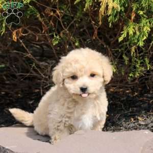 Urban, Bich-Poo Puppy