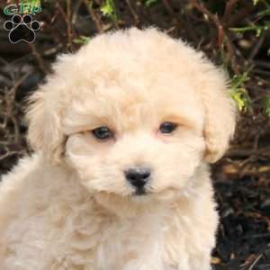 Urban, Bich-Poo Puppy