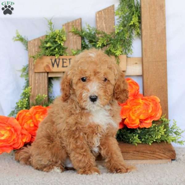 Vader, Mini Goldendoodle Puppy