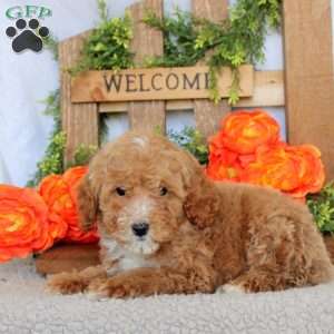 Vader, Mini Goldendoodle Puppy