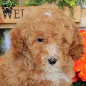 Vader, Mini Goldendoodle Puppy