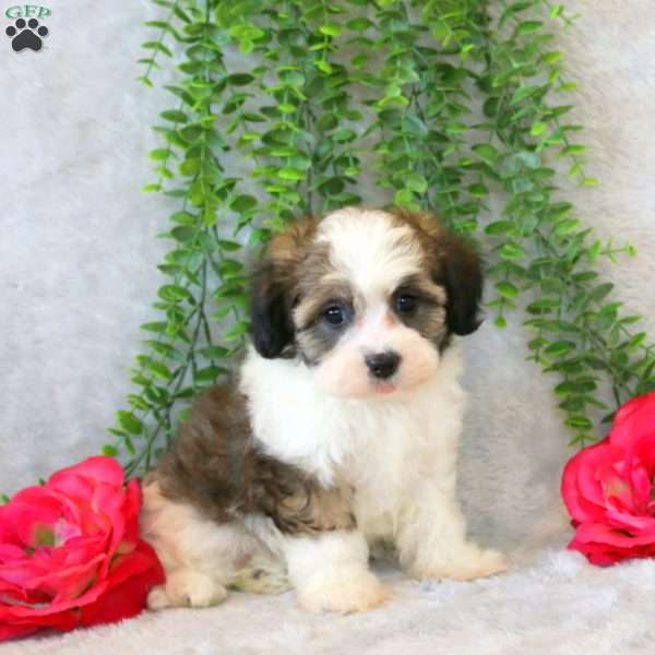 Valentina, Teddy Bear Puppy