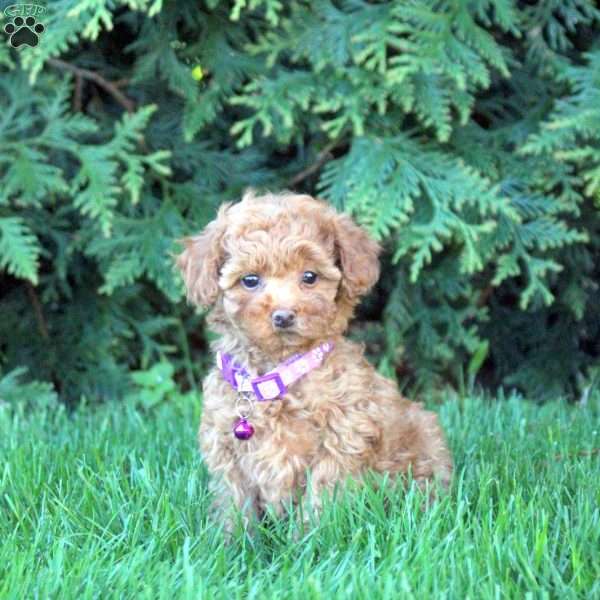 Valerie, Toy Poodle Puppy