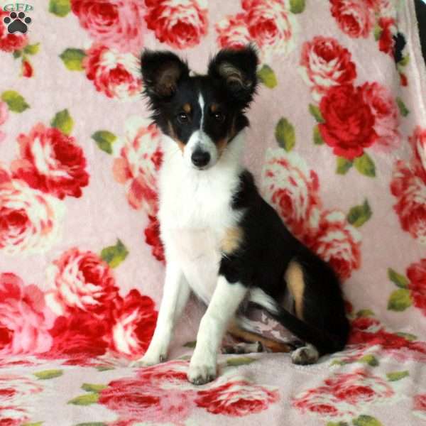 Valerie, Sheltie Puppy