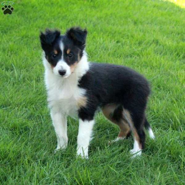 Valerie, Sheltie Puppy
