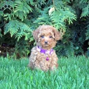 Valerie, Toy Poodle Puppy