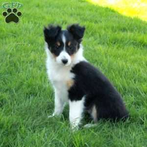 Valerie, Sheltie Puppy