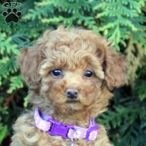 Valerie, Toy Poodle Puppy