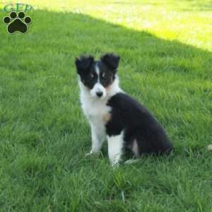 Valerie, Sheltie Puppy