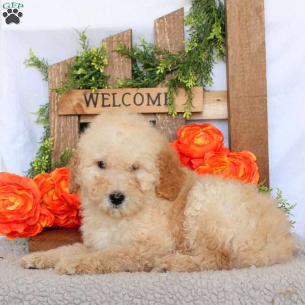 Valor, Mini Goldendoodle Puppy