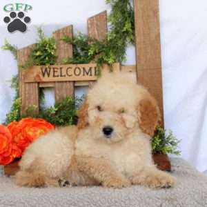 Valor, Mini Goldendoodle Puppy