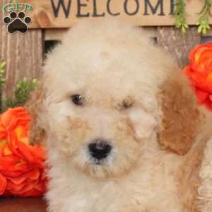 Valor, Mini Goldendoodle Puppy