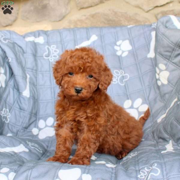 Vander, Miniature Poodle Puppy
