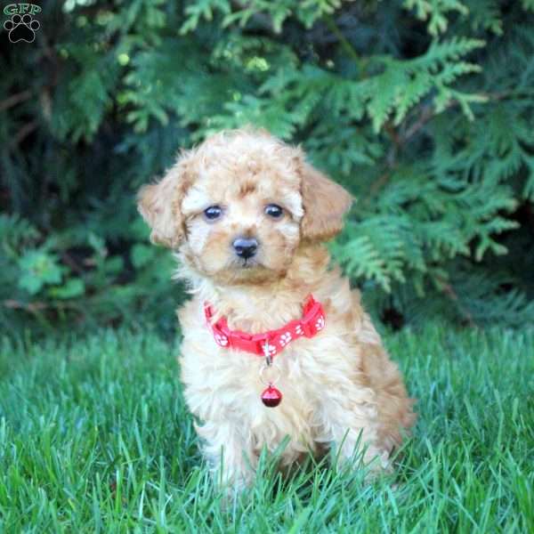 Vanessa, Toy Poodle Puppy