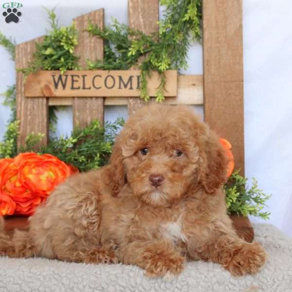 Vanessa, Mini Goldendoodle Puppy