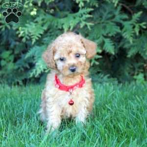 Vanessa, Toy Poodle Puppy