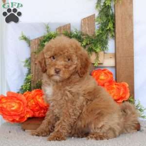 Vanessa, Mini Goldendoodle Puppy