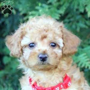 Vanessa, Toy Poodle Puppy