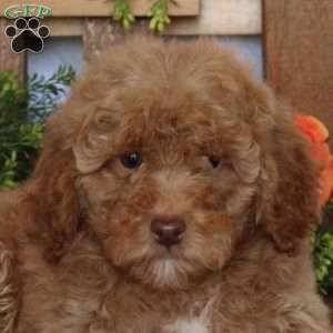 Vanessa, Mini Goldendoodle Puppy
