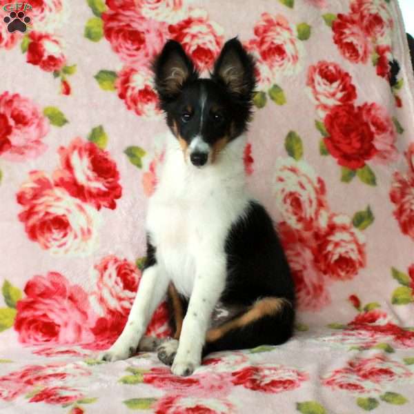 Vann, Sheltie Puppy