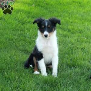 Vann, Sheltie Puppy