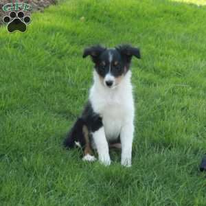 Vann, Sheltie Puppy