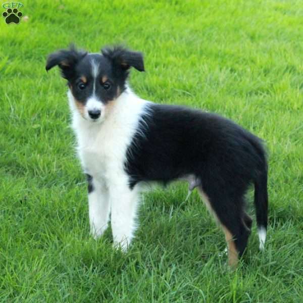 Vann, Sheltie Puppy