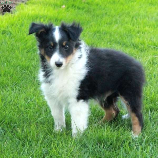 Vaughn, Sheltie Puppy