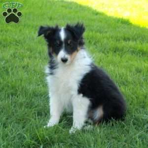 Vaughn, Sheltie Puppy