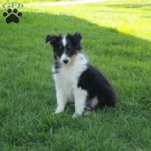 Vaughn, Sheltie Puppy