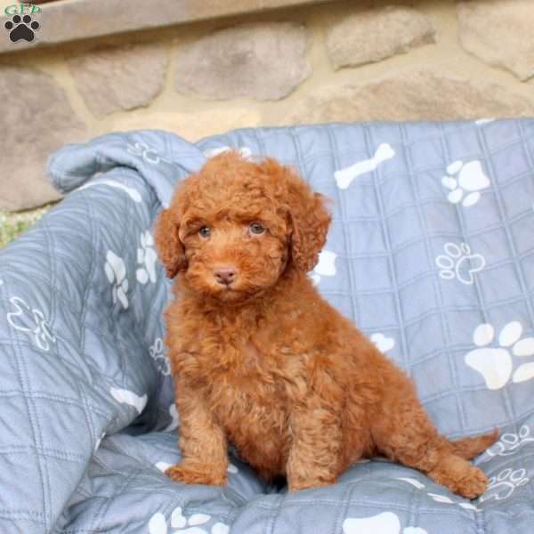 Vegas, Miniature Poodle Puppy
