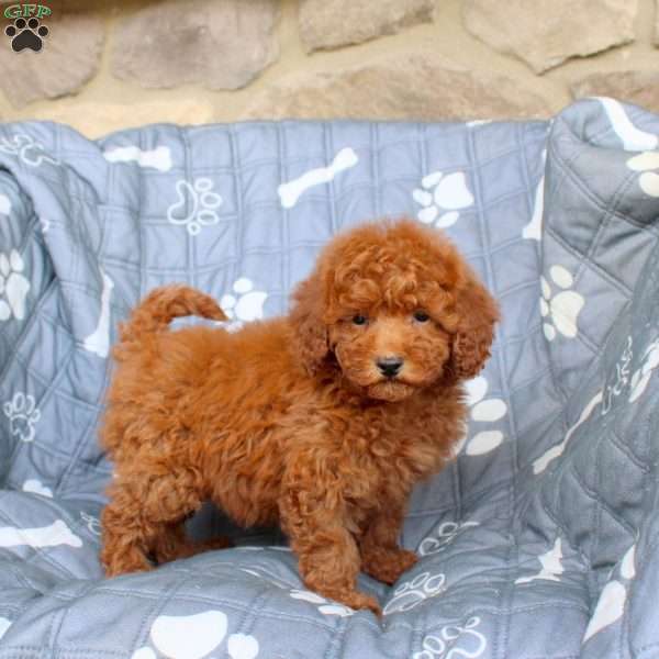 Venus, Miniature Poodle Puppy