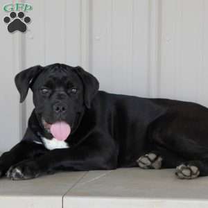 Venus, Cane Corso Puppy