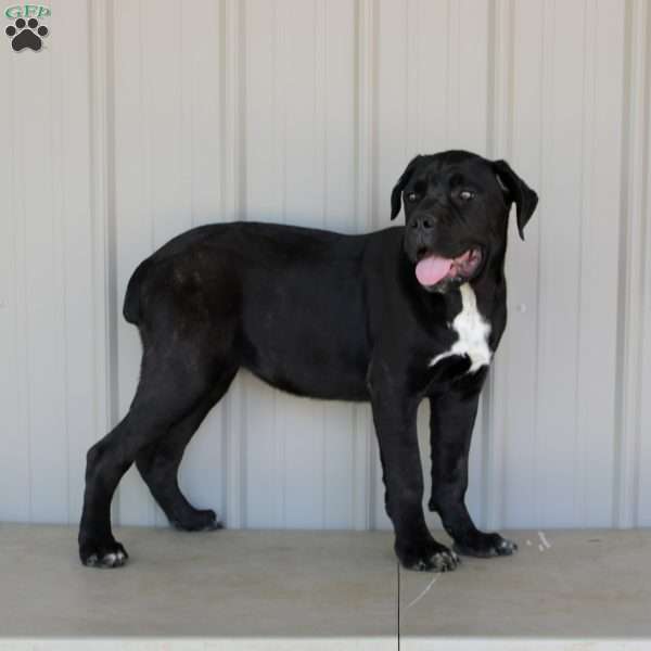 Venus, Cane Corso Puppy