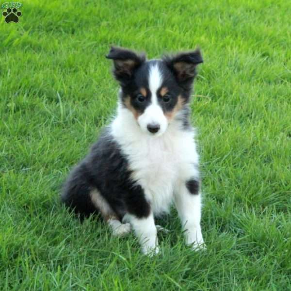 Vera, Sheltie Puppy