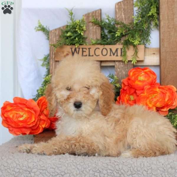 Vera, Mini Goldendoodle Puppy