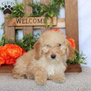Vera, Mini Goldendoodle Puppy