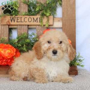 Vera, Mini Goldendoodle Puppy