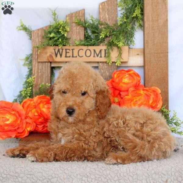 Vicky, Mini Goldendoodle Puppy