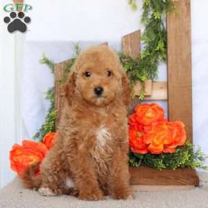 Vicky, Mini Goldendoodle Puppy