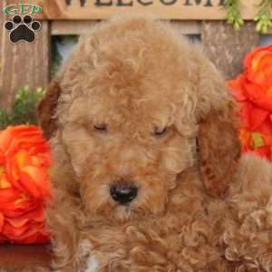 Vicky, Mini Goldendoodle Puppy
