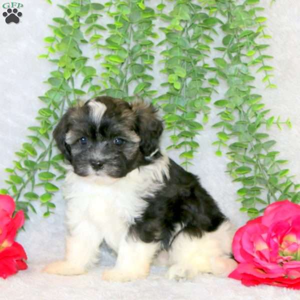 Vicky, Teddy Bear Puppy