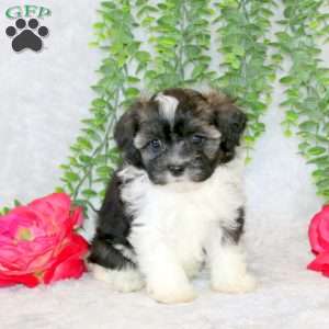 Vicky, Teddy Bear Puppy