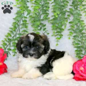 Vicky, Teddy Bear Puppy