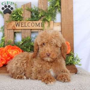 Victor, Mini Goldendoodle Puppy