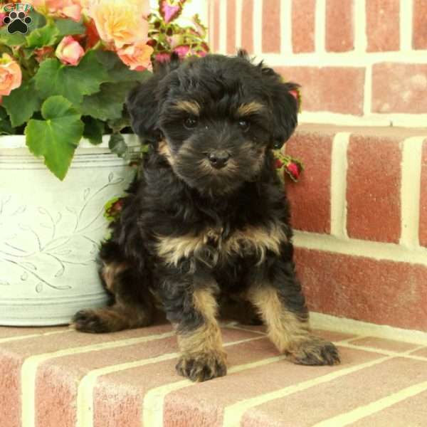 Victor, Maltipoo Puppy